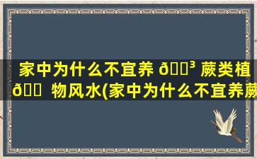 家中为什么不宜养 🌳 蕨类植 🐠 物风水(家中为什么不宜养蕨类植物)